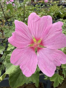 LAVATERA T. BARNSLEY - image 2
