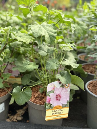 LAVATERA T. BARNSLEY - image 1