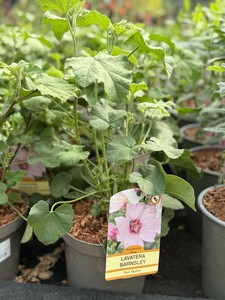 LAVATERA T. BARNSLEY - image 1