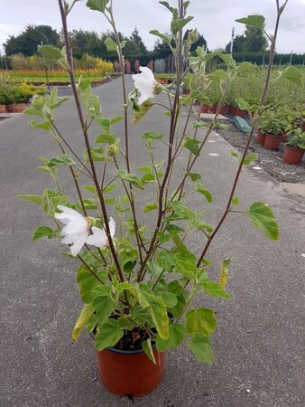 LAVATERA T. BARNSLEY