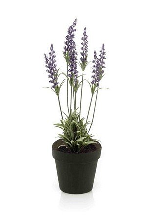 Lavender bush