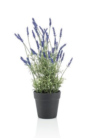 Lavender bush in black pot 50cm
