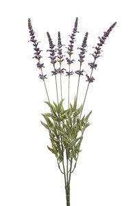 Lavender bush x6 purple 55cm