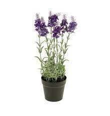 Lavender bush x7 28cm dk blue in plastic pot 9cm