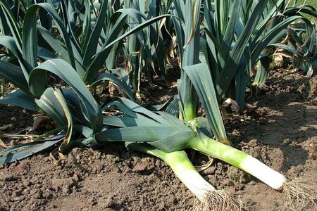 Leeks