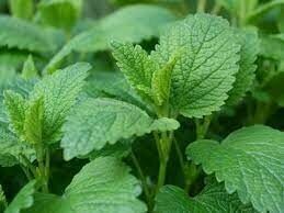 LEMON BALM 1.5L
