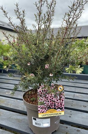 LEPTOSPERMUM S. APPLE BLOSSOM - image 2