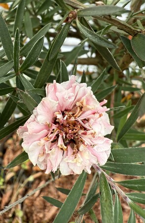 LEPTOSPERMUM S. APPLE BLOSSOM - image 1