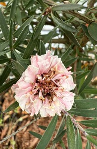 LEPTOSPERMUM S. APPLE BLOSSOM - image 1