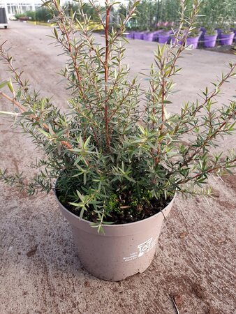 LEPTOSPERMUM S. APPLE BLOSSOM