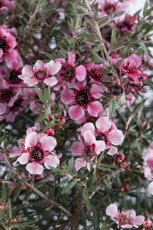 LEPTOSPERMUM S. CORAL CANDY