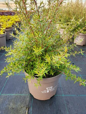 LEPTOSPERMUM S. CORAL CANDY