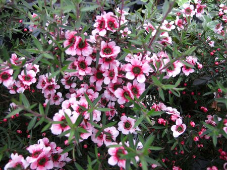LEPTOSPERMUM S. KIWI