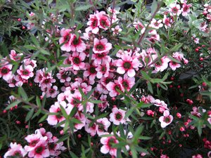 LEPTOSPERMUM S. KIWI