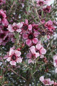 LEPTOSPERMUM S. MARTINII