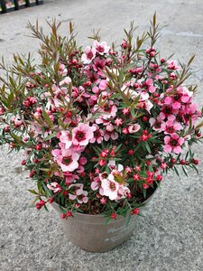 LEPTOSPERMUM S. MARTINII