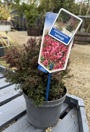 Leptospermum scop. Larouge 30- 40cm