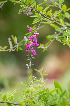 Lespedeza thunbergii 'Gibraltar'