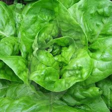 Lettuce all year round