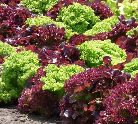 Lettuce salad Mix