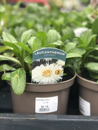 Leucanthemum Coconut