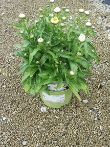Leucanthemum Madonna