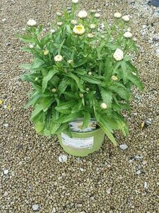 Leucanthemum Madonna - image 2