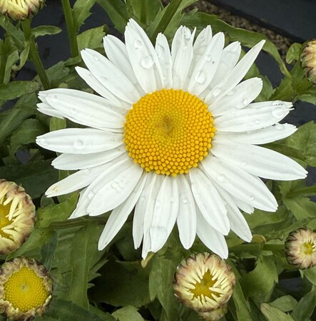 Leucanthemum Madonna - image 1