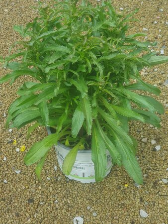 LEUCANTHEMUM Real Goldcup