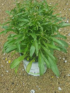 LEUCANTHEMUM Real Goldcup