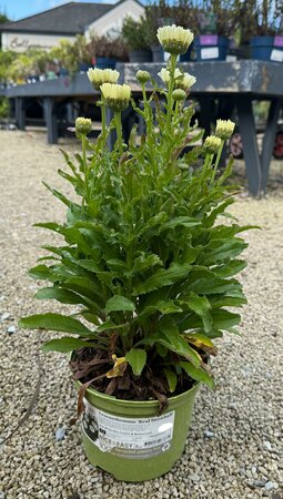 Leucanthemum 'Real Snowball'