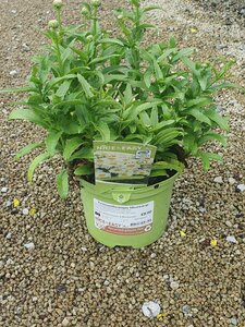Leucanthemum Shortstop