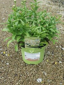 Leucanthemum Shortstop