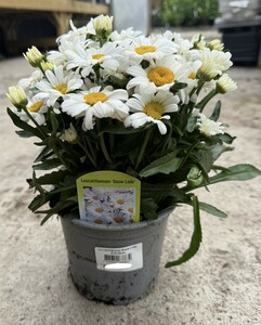 Leucanthemum Snow Lady - image 2