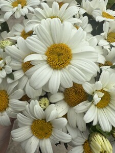 Leucanthemum Snow Lady - image 1