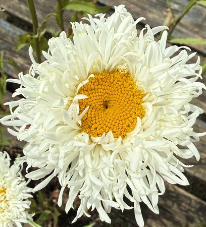 Leucanthemum x sup. 'Fiona Coghill - image 1