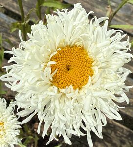 Leucanthemum x sup. 'Fiona Coghill