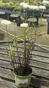 Leucanthemum x sup. 'Fiona Coghill - image 2