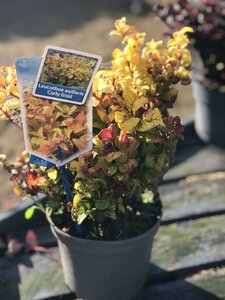 LEUCOTHOE A. CURLY GOLD