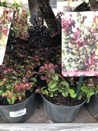 Leucothoë axi 'Curly Red'