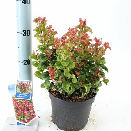 Leucothoe axil. 'Curly Red'®