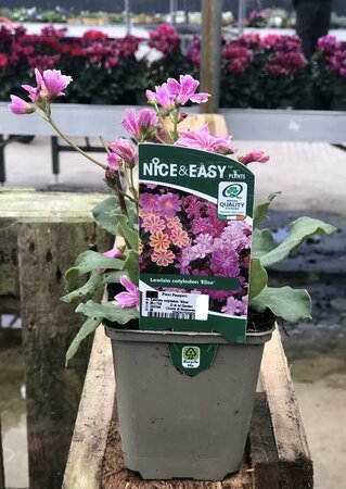 Lewisia cotyledon 'Elise'
