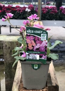 Lewisia cotyledon 'Elise'