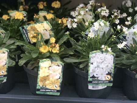 LEWISIA IN VARIETIES