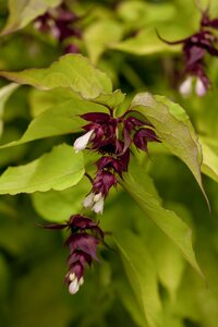 LEYCESTERIA F. GOLDEN LANTERN
