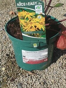 Ligularia dent. 'Othello'