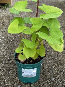 Ligularia 'The Rocket'