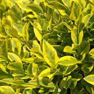 Ligustrum oval. 'Aureum'