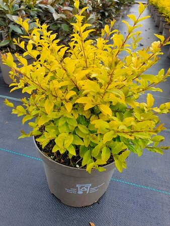 LIGUSTRUM OVAL. LEMON & LIME