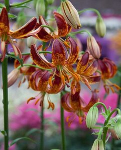 LILIUM ARABIAN NIGHT